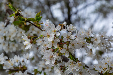 White cherry blossoms in spring sun. Selective focus of Beautiful cherry blossom. Beautiful cherry blossom background. Blossoming branches of a cherry tree in sunlight