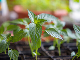 Pepper seedlings in plastic pots. Paprika plants growing in pots indoors. Seedlings of capsicum sweet pepper