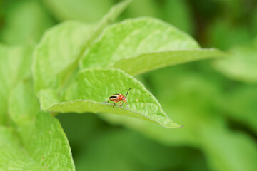 Colorado potato beetle walking on eggplant leaf