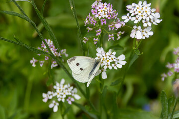 the small white butterfly also known as the cabbage white resting on candytuft flowers which symbolise indifference