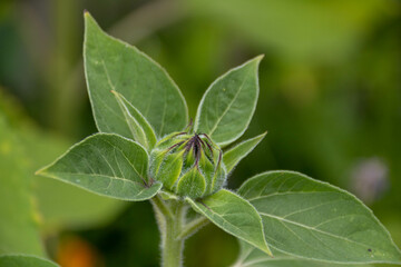 bud of a sunflower about to bloom helianthus a perennial flowering plant in the daisy family