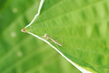 Baby praying mantis on plant leaf