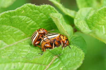 Colorado potato beetles on eggplant leaf