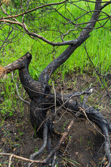 Dry young pine trees after a grass fire. Burnt tree trunks, dried needles