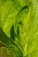 Skunk cabbage (Symplocarpus foetidus), a herb medicine