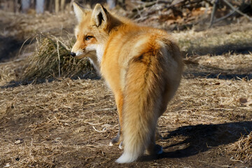 Red fox looking back
