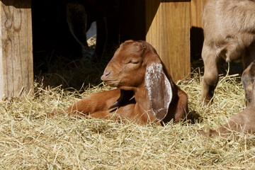 A baby Anglo Nubian, British breed lope-eared goat, taking a nap