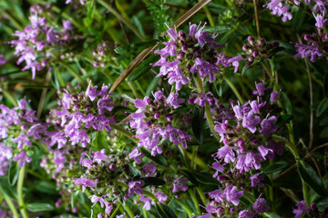 The macrophoto of herb Thymus serpyllum, Breckland thyme. Breckland wild thyme, creeping thyme, or elfin thyme blossoms close up. Natural medicine. Culinary ingredient and fragrant spice in habitat