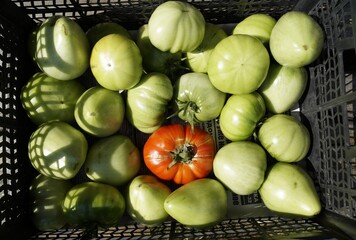 tomatoes and cucumbers