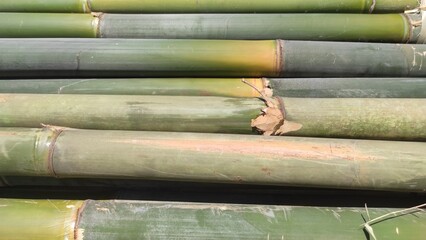 Abstract Defocused background of a pile of young bamboo that has been cut and dried in the sun in the Cikancung area - Indonesia. Not Focus