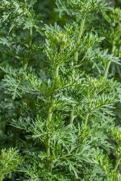 Wormwood Artemisia absinthium in garden. Wormwood plant used for herbal medicine