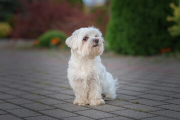 Beautiful thoroughbred Maltese on a walk outdoors.