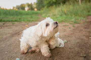 Beautiful thoroughbred Maltese on a walk outdoors.