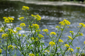 the Close up of Wintercress Barbarea vulgaris Brassicaceae. Selective focus.flower of Land cress, Barbarea verna.Yellow spring flower rape in the blur background of the summer landscape