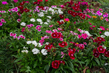 Fototapeta premium garden with multiple colorful flowers