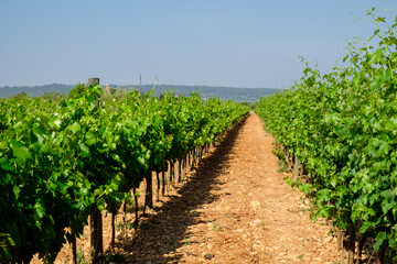 Obraz premium viña de la finca Son Biel, Consell, Mallorca, balearic islands, spain, europe