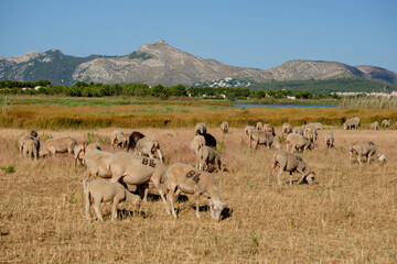 rebaño de ovejas pastando, Reserva natural de l'Albufereta, bahia de Pollensa ,Mallorca, balearic islands, Spain