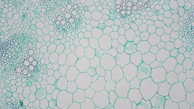 Stem of dicotyledon in transversal section cut filmed under microscope on bright field 100x. Scientific slide with plant piece magnified in lots of times with green bundles of chloroplasts cells
