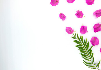 pink rose background