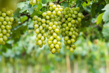 White wine grapes in vineyard on day time. Bunches of white wine green grapes on vine vineyard fruit farm organic at suanphung, ratchaburi thailand.