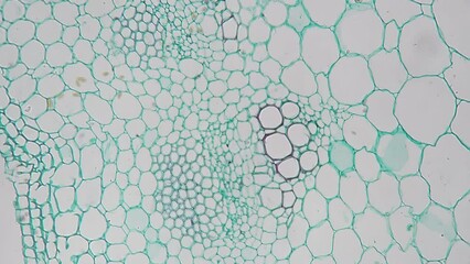 Stem of dicotyledon in transversal section cut filmed under microscope on bright field 200x. Scientific slide with plant piece magnified in lots of times with green bundles of chloroplasts cells