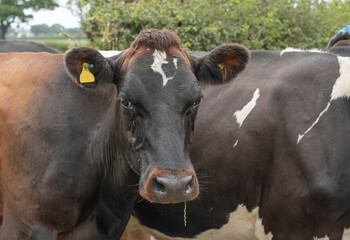 Black and brown cow with a piece of grass in her mouth