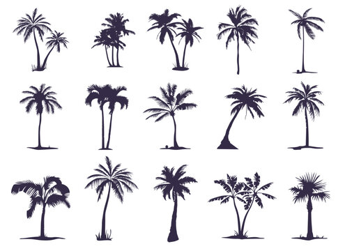Palm Tree Sticker From Coconut Tree Stickers Clipart Vector, Palm Tree  Leaves, Palm Tree Leaves Clipart, Cartoon Palm Tree Leaves PNG and Vector  with Transparent Background for Free Download