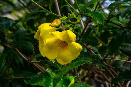 Beautiful yellow flower Golden trumpet vine, Yellow bell (Allamanda cathartica)