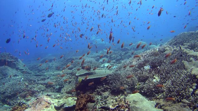 Field of acropora and soft coral with cloud of colorful anthias swimming around