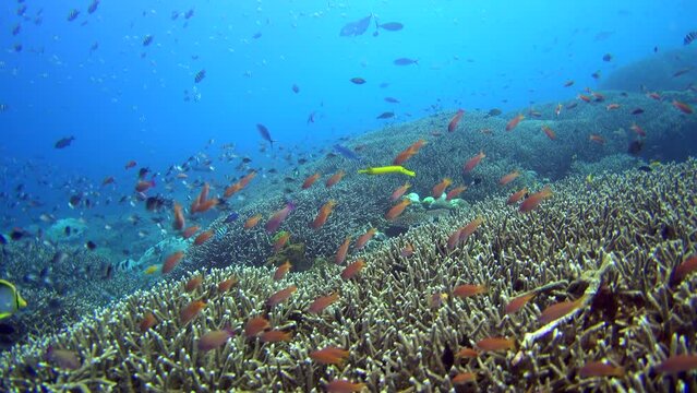 Huge field of acropora coral with cloud of anthias, damselfishes and yellow trumpetfish (Aulostomus chinensis) in the middle