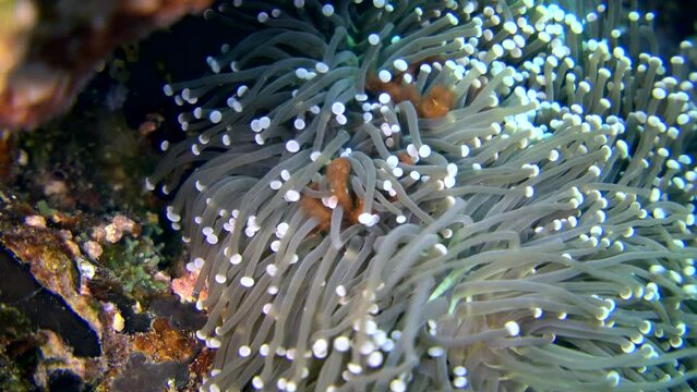 Orang utan crab (Achaeus japonicus) on mushroom coral