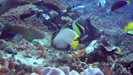 Mix of angelfishes, triggerfishes, butterflyfishes, wrasses and moorish idol together