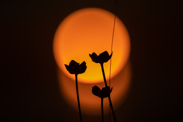 silhouette of a flower during the midnight sun at Sommaroy island (Sommarøy). Soft Back light of a...