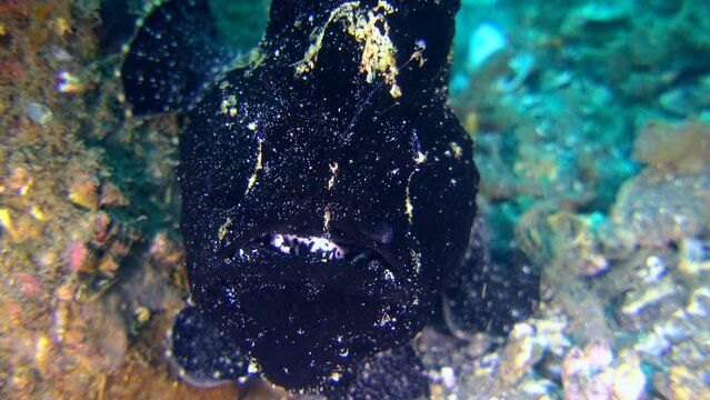 Giant frogfish (Antennarius commerson) black, close up