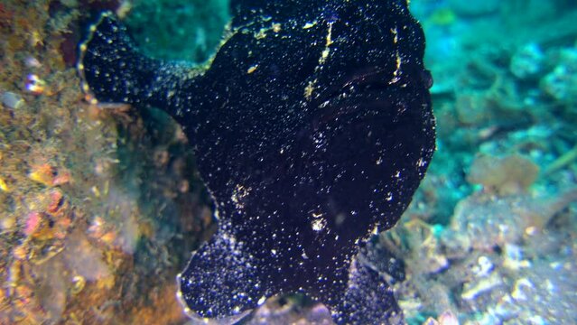 Giant frogfish (Antennarius commerson) black, close up, starting swimming