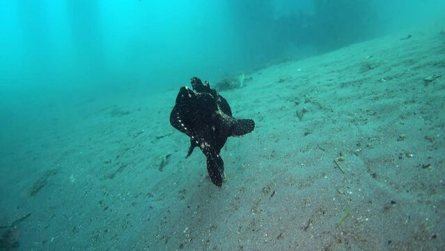 Giant frogfish (Antennarius commerson) black, swimming over sand