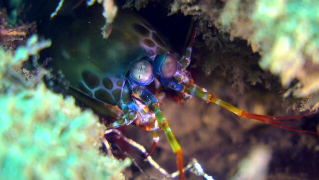 Harlequin smashing mantis shrimp (Odontodactylus scyllarus), close up head