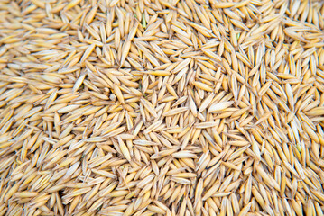 Barley grains. Background. Meal. Harvest. Summer.