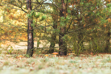 Las © Katarzyna