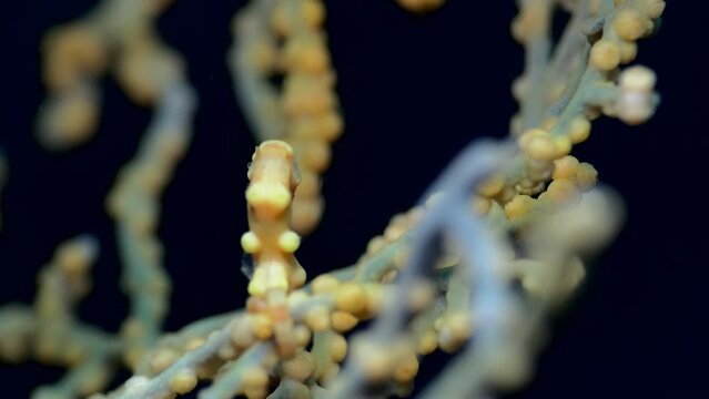Denise pygmy seahorse (Hippocampus denise)