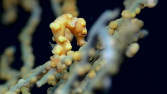 Denise pygmy seahorse (Hippocampus denise)