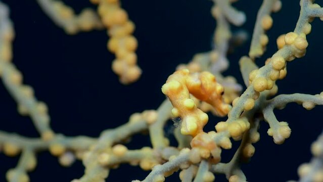 Denise pygmy seahorse (Hippocampus denise)