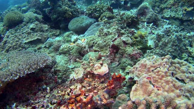 Devil or Humpback scorpionfish (Scorpaenopsis diabolus) crawling on top of coral