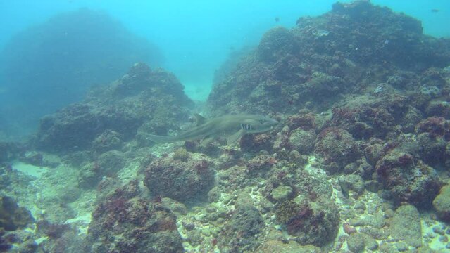 Tawny Nurse Shark (Nebrius Ferrugineus) Swimming Over Reef