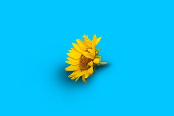 Bright sunflower in the palms on a blue background. Sunflower seeds. Ukraine