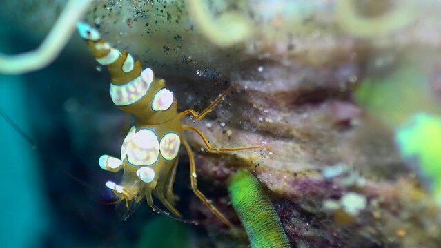 Squat anemone shrimp (Thor amboinensis) on tube anemone, close up