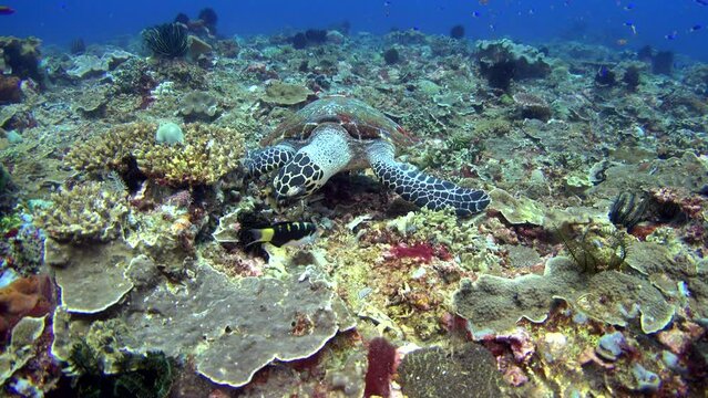 Hawksbill turtle (Eretmochelys imbricata) eating coral