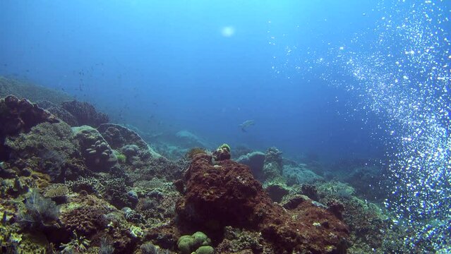 Diver bubbles going horizontally on reef with hawksbill turtle (Eretmochelys imbricata) in the background, strong current