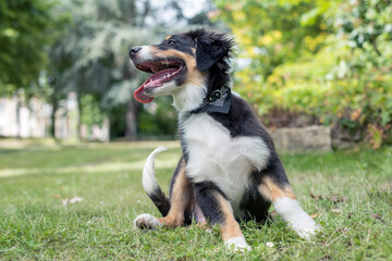 Fototapeta premium Hund beim Spaziergang in der Natur - Australian Shepherd