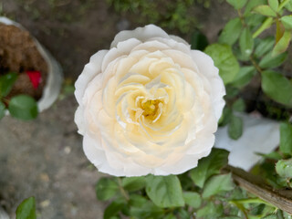 white rose in garden